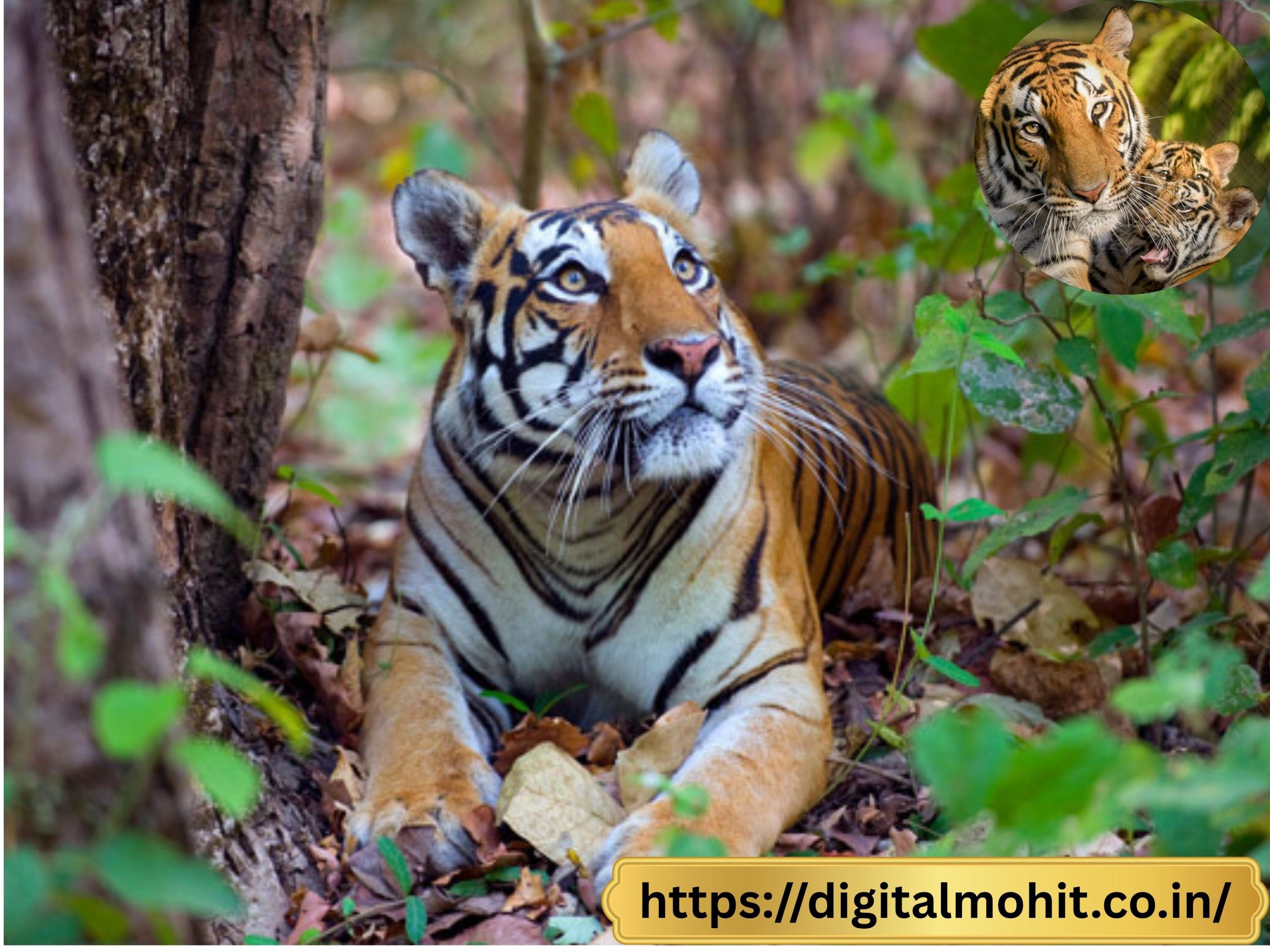Tigers